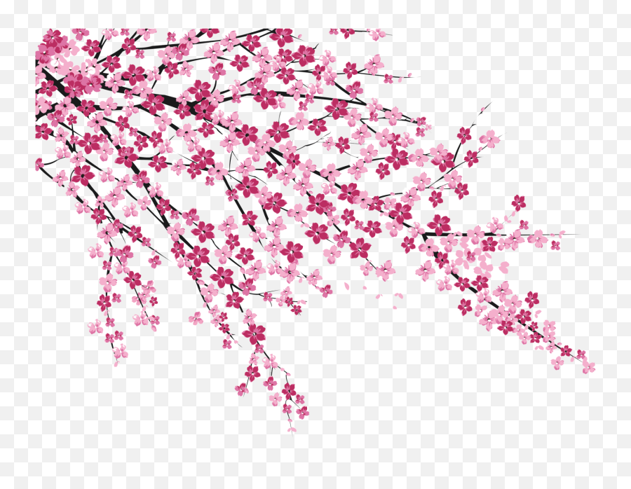 Download No Blossom Cherry Hanabiratachi Wall Sakura - Cherry Blossom Sakura Png Emoji,Cherry Blossom Emoticon