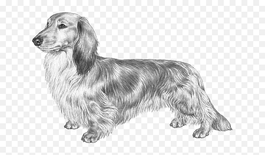 Dachshund Standard - Dog Drawing Transparent Emoji,Wiener Dog Emoji
