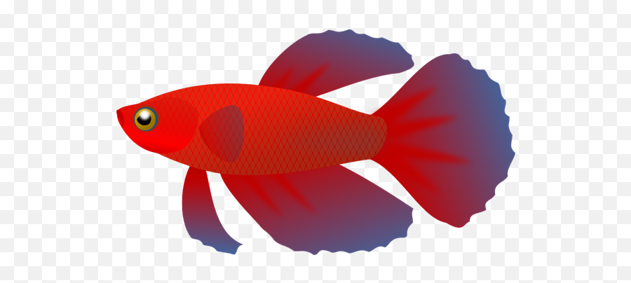 Free Fish Gif Transparent Download - Siamese Fighting Fish Clipart Emoji,Koi Fish Emoji