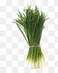 Spring Onion - Shallot Emoji,Onion Emoji