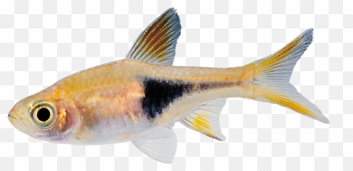 Little Fish Png - Small Fish Png Emoji,Emoticons Fishing