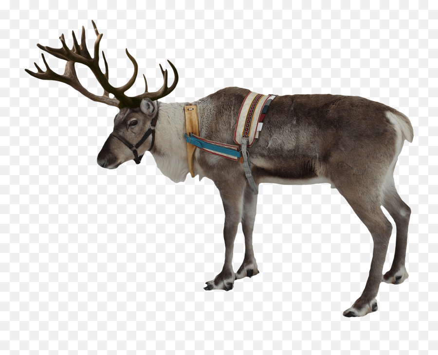 Christmas Reindeer Png Hd Png Pictures - Vhvrs Reindeer Png Emoji,Cute Christmas Emojis