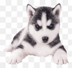 Top Siberian Huskies Stickers For Android Ios - Husky Png Transparent Emoji,Husky Emoji