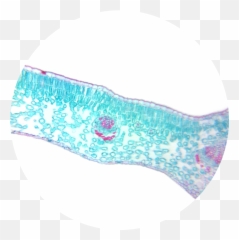 Winter Jasmine Leaf Cross Section - Paisley Emoji,Emoji Pencil Case