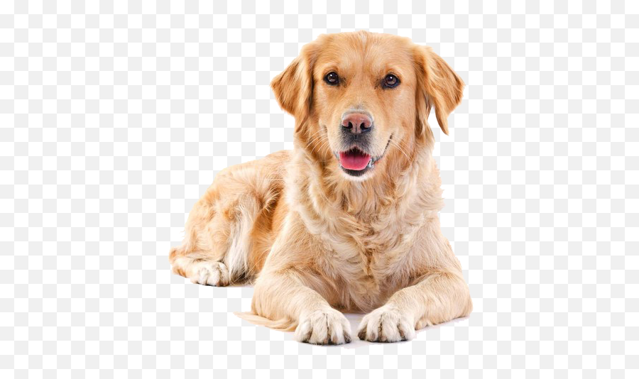 Labrador Retriever Puppy Clip Art - Transparent Golden Retriever No Background Emoji,Golden Retriever Emoji