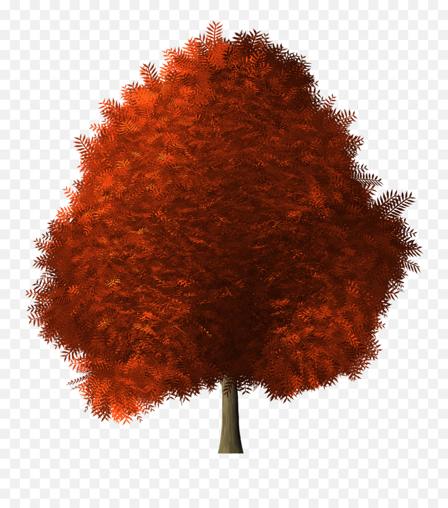 Maple Tree Maple Tree Red Nature - Maple Tree Transparent Background Emoji,Maple Syrup Emoji