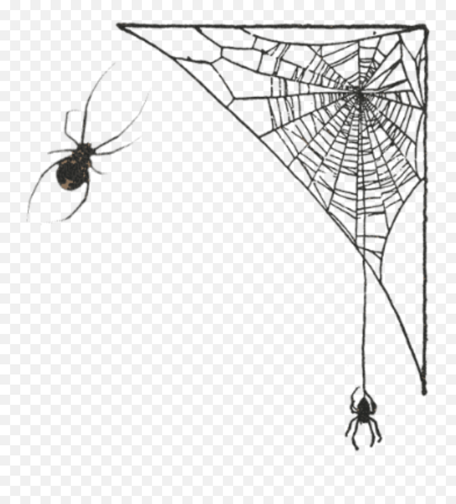 Spider Spiderweb Corner Frame Spiders - Spider Web Emoji,Spider Emoji