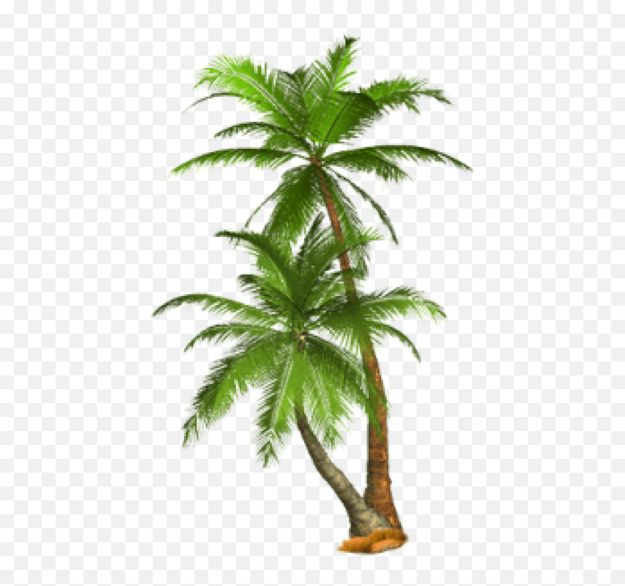 Free Png Palm Tree Png Images Transparent - Palm Trees Transparent Palm Tree Png Emoji,Palm Tree Emoji Transparent