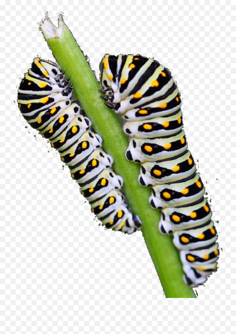 Caterpillar Animaleye Art Sticker - Parasitism Emoji,Caterpillar Emoji
