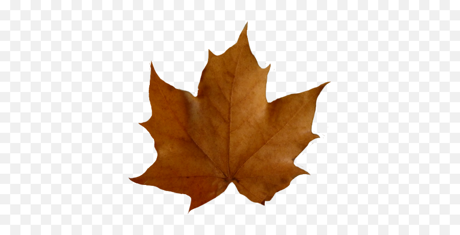 Leaf Fall Leaves Clip Art Beautiful Autumn Clipart - Brown Fall Leaves Clipart Emoji,Leaves Emoji