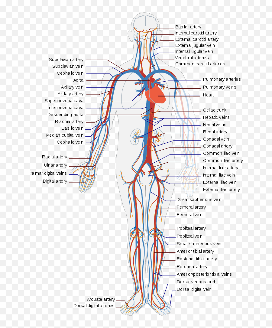 Circulatory System - Circulatory System Diagram Emoji,Emoji Meaning Chart