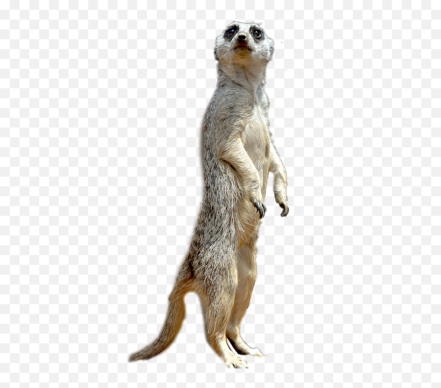 Meerkat - Meerkat Emoji,Mongoose Emoji