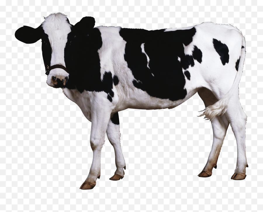 Popular And Trending Cow Stickers On Picsart - Cow Png Emoji,Cow Emoji Png