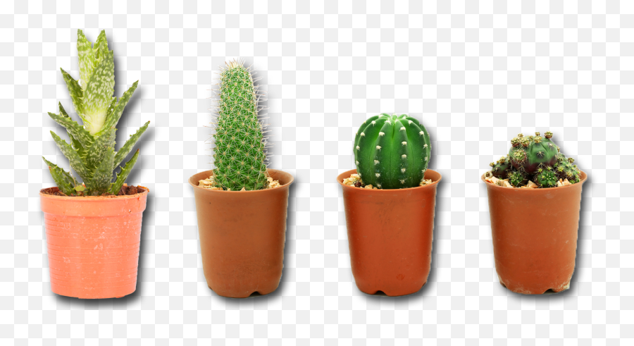 Free Cacti Png Download Free Clip Art Free Clip Art - Cactus Plant Png Emoji,Cactus Emoji