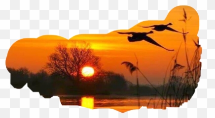 Sun Sunset Trees Birds Water Nature - Emoji