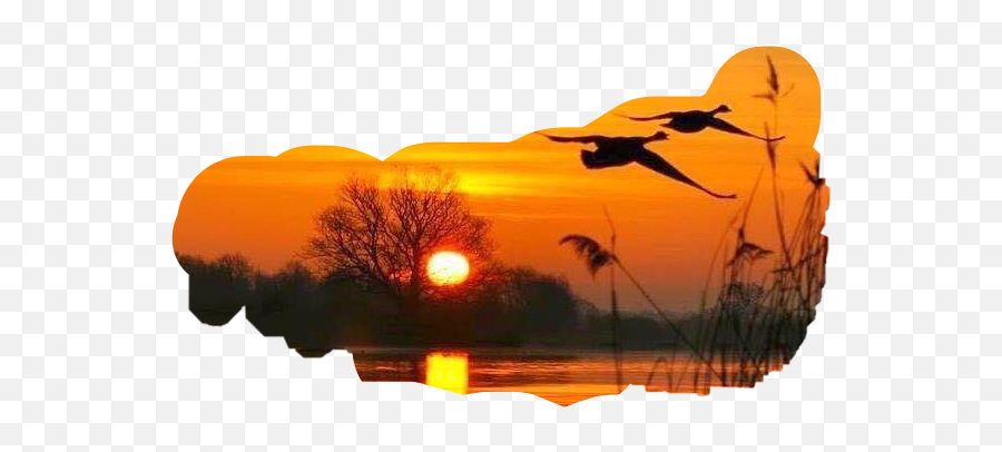 Sun Sunset Trees Birds Water Nature - Sunset Emoji,Sunrise Bird Emoji