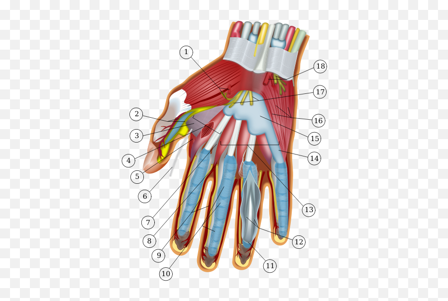 Anatomy Of The Hand - Wrist And Hand Emoji,Ok Hand Emoji
