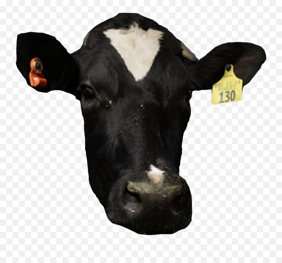 Cow Face Transparent Hd Png Download - Cow Face Transparent Emoji,Cow Man Emoji