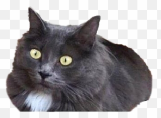 Catshook - Black Emoji