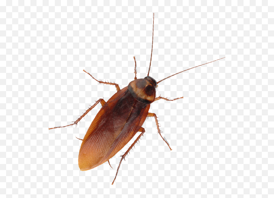 Home - Natural Pest Control Company Cockroach Emoji,Cockroach Emoji