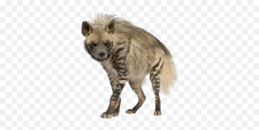 Hyena - Sticker By Sucoujiantoaji Striped Hyena Transparent Background Emoji,Hyena Emoji