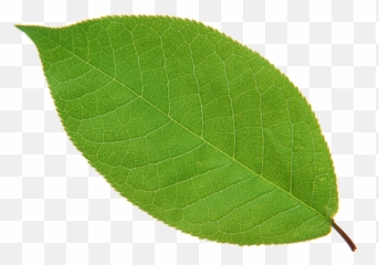 Leaf Apple High - definition television Leaves png download Texture Emoji