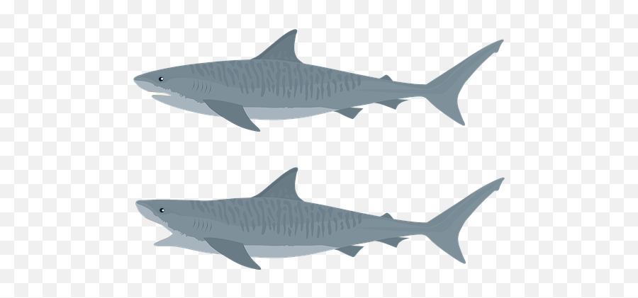 100 Free Sharks U0026 Fish Illustrations - Pixabay Shark Vector Tigre Emoji,Shark Emoji