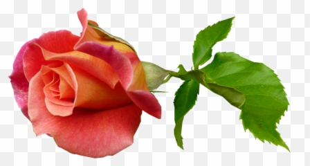 4 Free Stem Flower Images - Rose Bud On Emoji