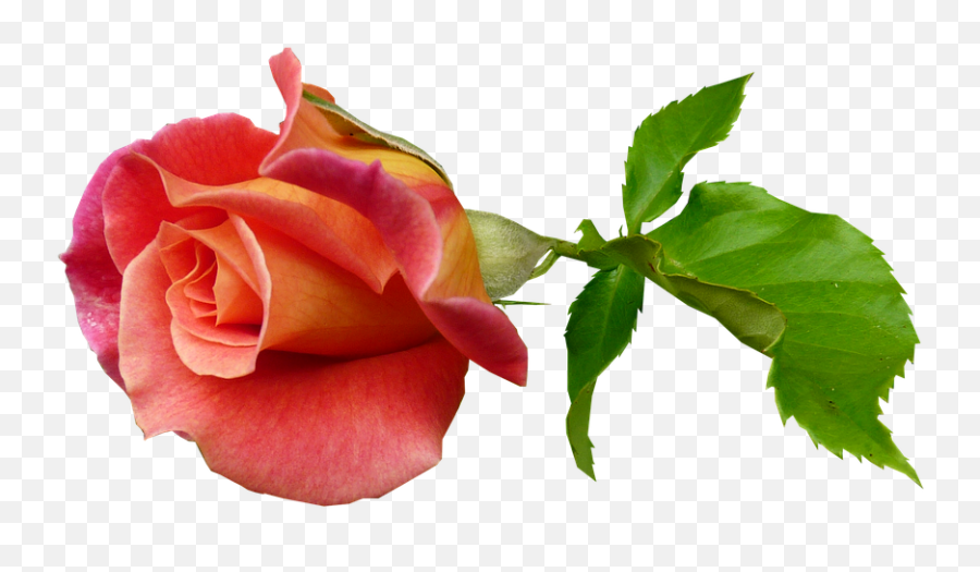 4 Free Stem Flower Images - Rose Bud On Stem Emoji,Peach And Eggplant Emoji