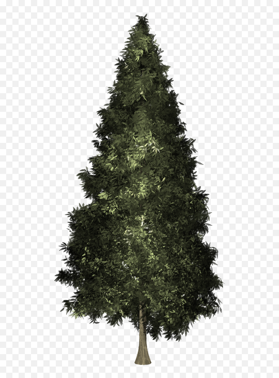 Isolated Background Undecorated - Fir Tree Png Emoji,Emoji Christmas Decorations