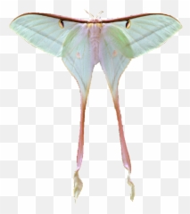 Lunamoth Moth Sticker Emoji,Moth Emoji