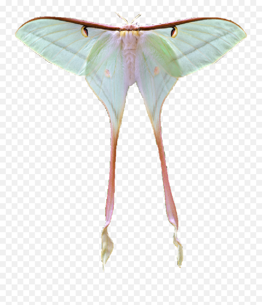 Lunamoth Moth Sticker Emoji,Moth Emoji