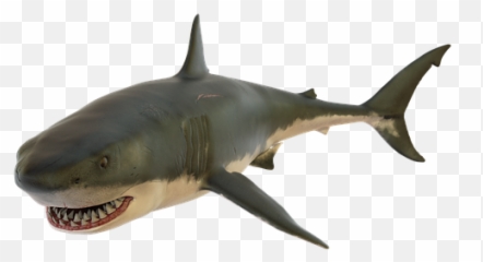 Free Shark Fish Illustrations - Žralok Png Emoji,Shark Emoji