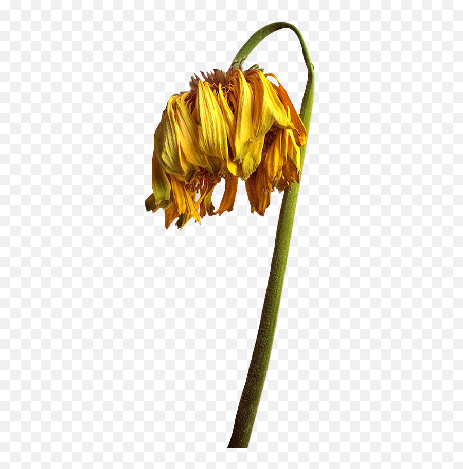 Flower Dead Death Deadflower Freetoedit - Dead Flowers Emoji,Dead Flower Emoji