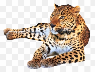 Leopard Leo Cats Loveanimals Animal Animals Petsandanim - Best Cat 15 Green Apple Emoji,Leopard Emoji