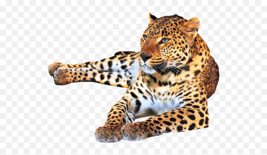 Leopard Leo Cats Loveanimals Animal Animals Petsandanim - Best Cat 15 Green Apple Emoji,Leopard Emoji