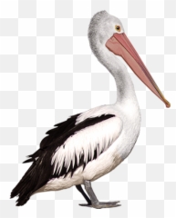 Stakers u2014 Online Casino Internet Games - Pelicans Png Emoji