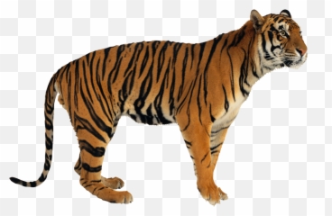 Tiger Tigers Terrieasterly - Tiger Emoji,Tiger Emoji