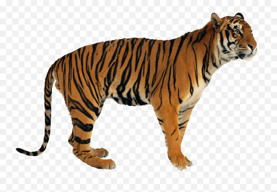 Tiger Tigers Terrieasterly - Tiger Emoji,Tiger Emoji