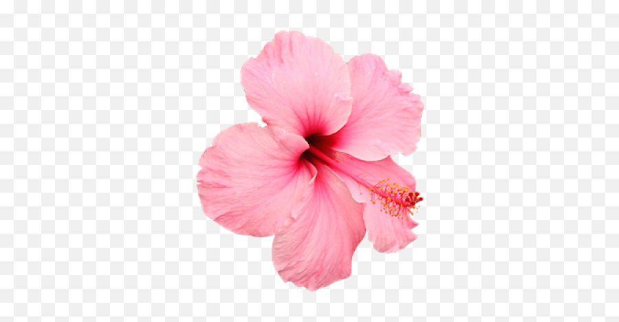 Free Png Images - Dlpngcom Hibiscus Flower Emoji,Hawaiian Flower Emoji
