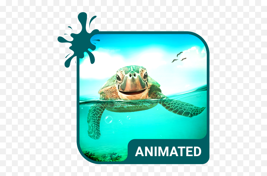 Cute Turtle Animated Keyboard Live - Animated Love Birds Photo Download Emoji,Google Turtle Emoji