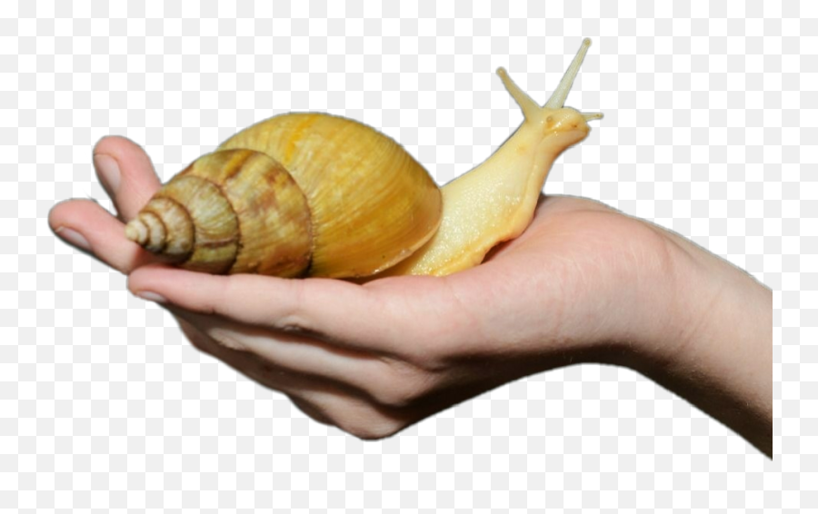 Snail Snails Snaillove Snailsticker - Lymnaeidae Emoji,Snail Emoji