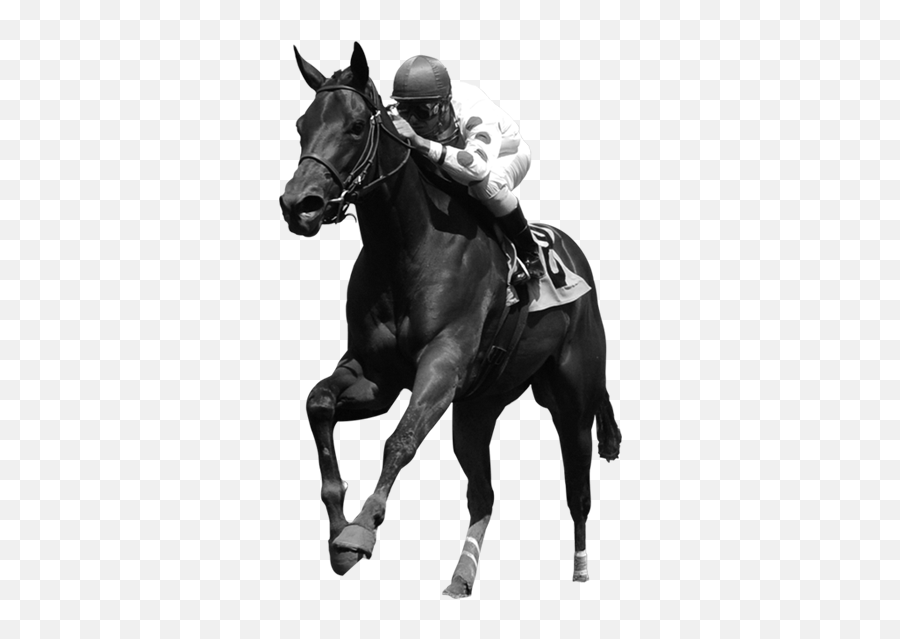 Horse Racing Png Picture - Stallion Emoji,Kentucky Derby Emoji