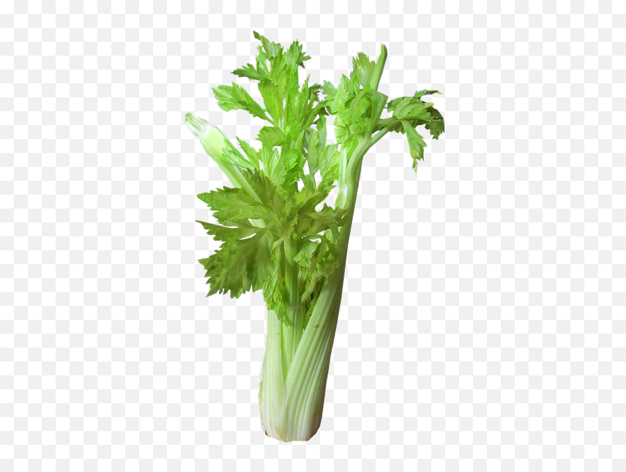 Free Celery Vegetables Images - Bloody Mary Celery Png Emoji,Bloody Mary Emoji