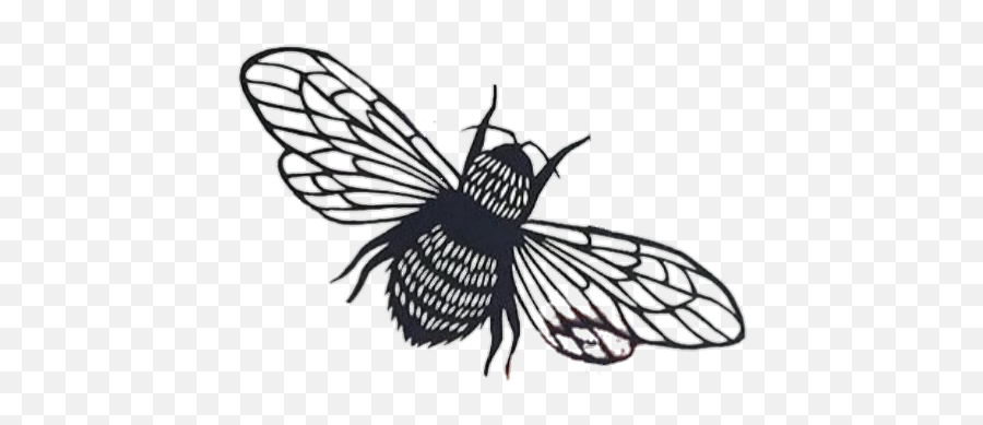 Housefly Beeinsects Mosquito Animal - Insects Emoji,Mosquito Emoji