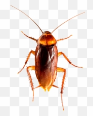 Top Ultimate Twitch Fails Stickers For - Roach With A Wig Emoji,Roach Emoji