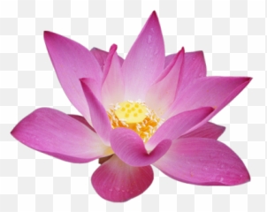 Flower Png And Vectors For Free - Lotus Flowers No Background Emoji,Lotus Flower Emoji