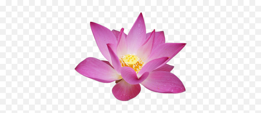 Flower Png And Vectors For Free - Lotus Flowers No Background Emoji,Lotus Flower Emoji