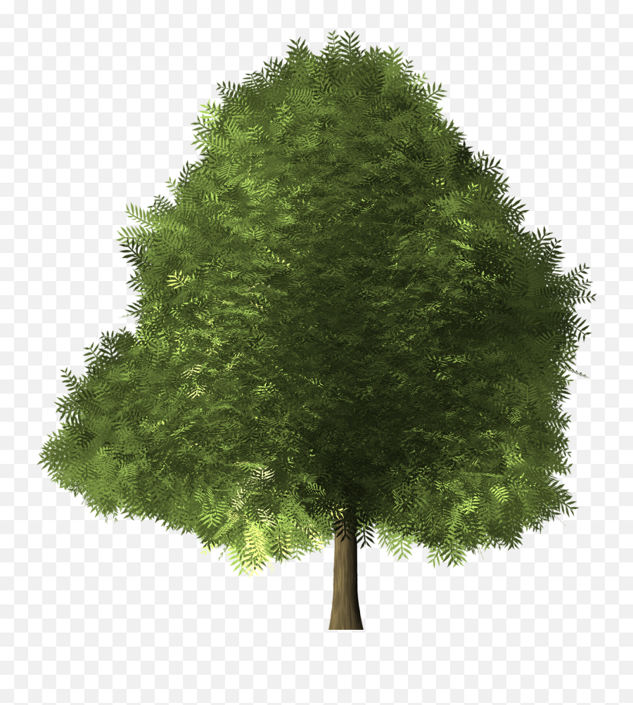 Maple Tree Maple Tree Green Nature - Broad Leaved Trees Emoji,Maple Syrup Emoji