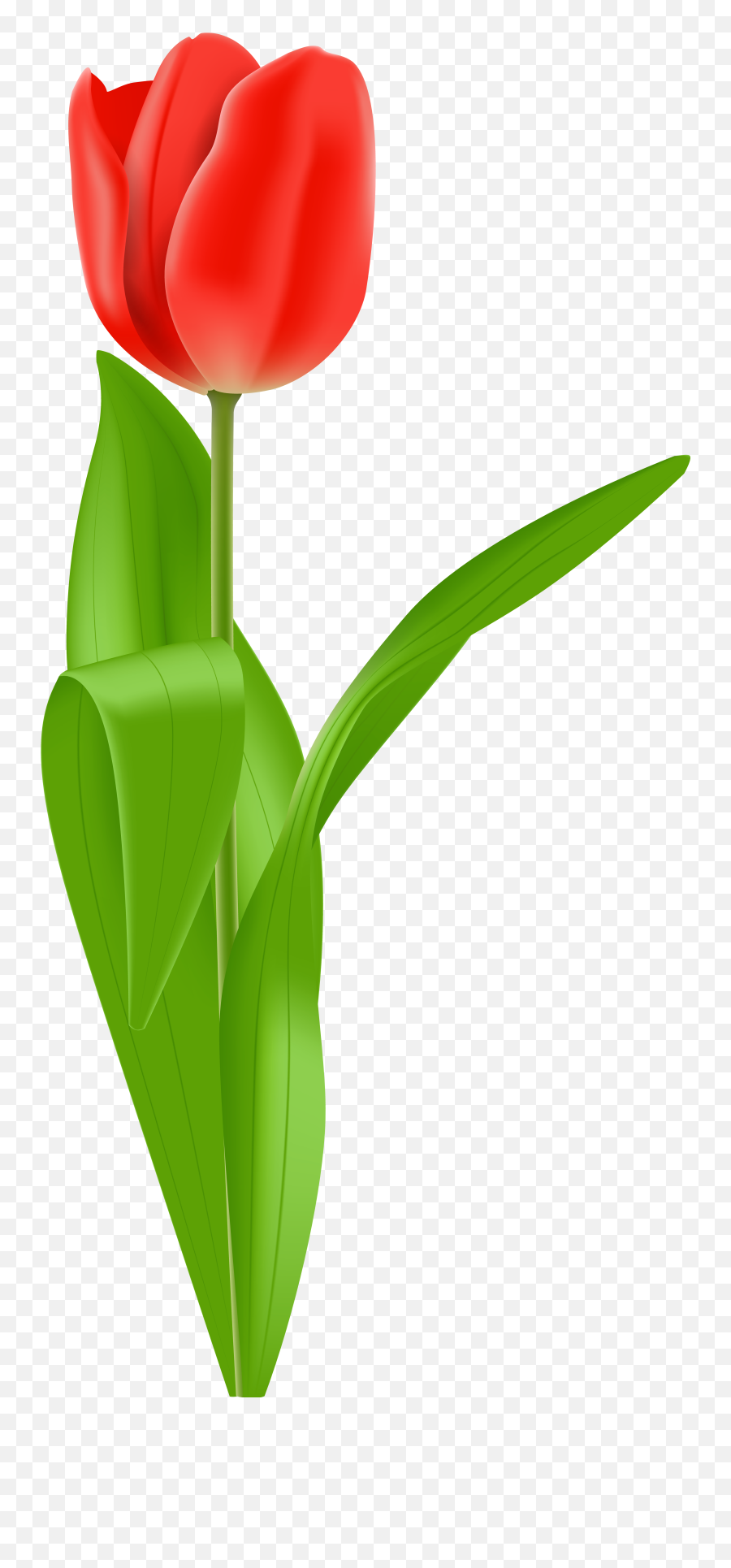 Tulip Clipart Png Emoji,Tulips Emoji